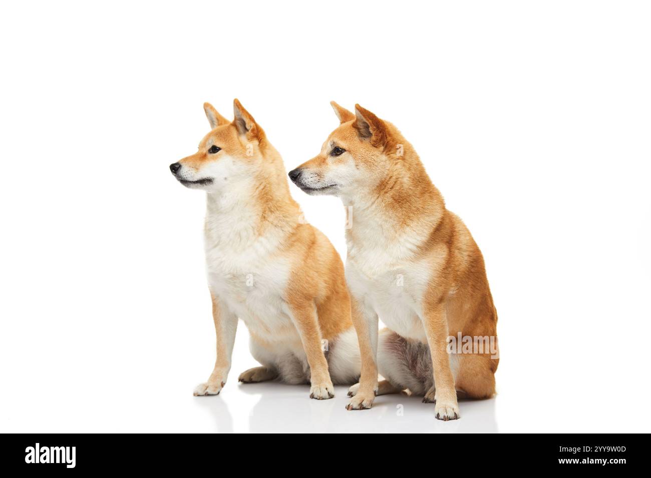 Due cani Shiba Inu posano con espressioni attente e attente, i loro cappotti rossi vibranti che si distinguono su uno sfondo bianco e pulito Foto Stock