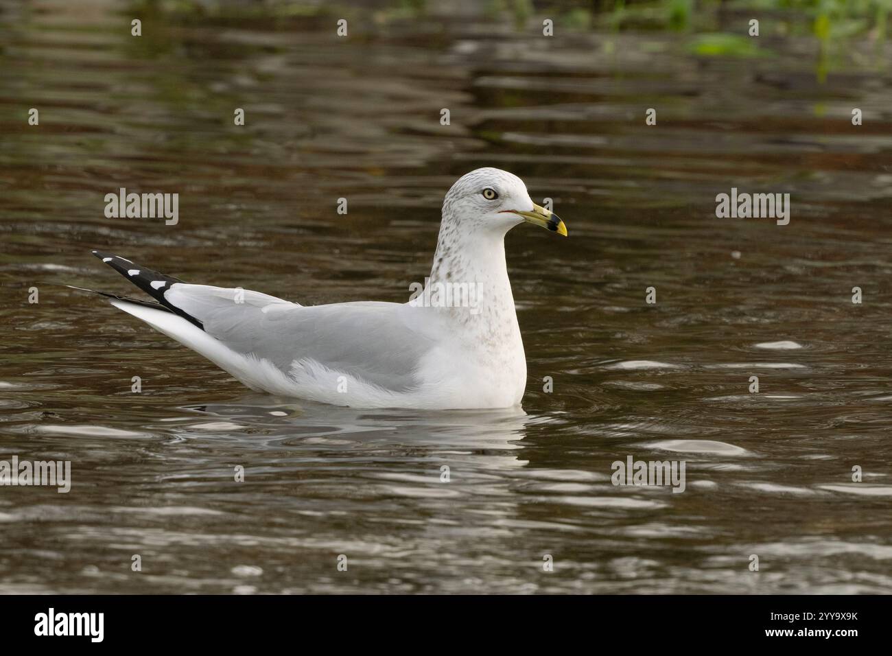 Gull con fattura ad anello (Larus delawarensis) che nuota su un canale del fiume American a Sailor Bar County Park, Sacramento County California USA Foto Stock