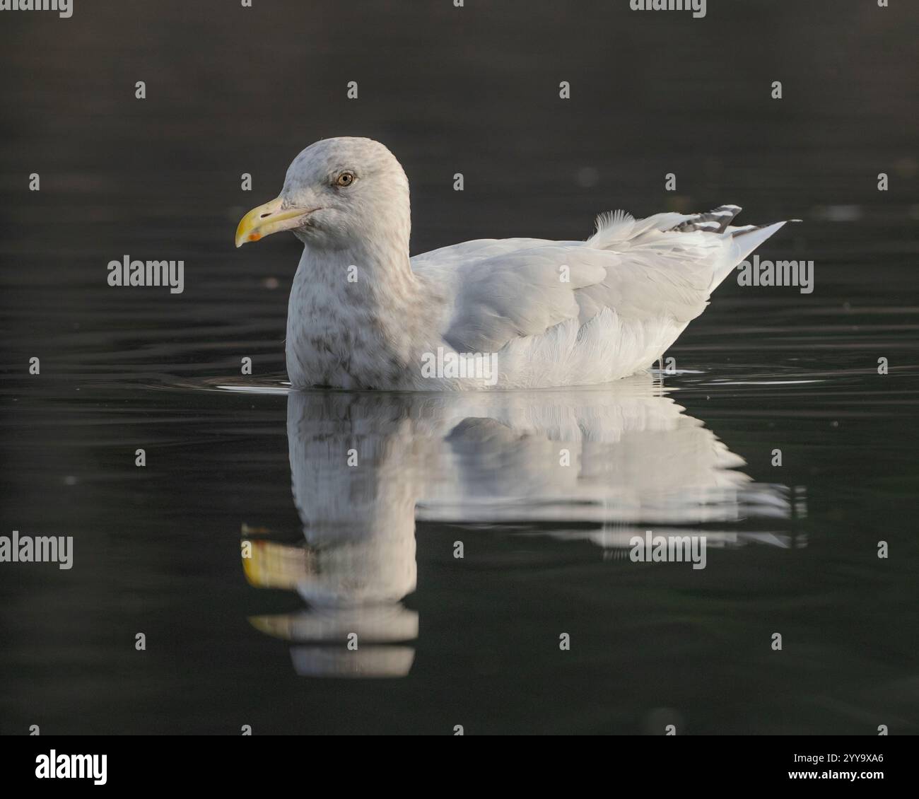 American Herring Gull (Larus smithsonianuss) che nuota su un canale del fiume American a Sailor Bar County Park, Sacramento County California Foto Stock