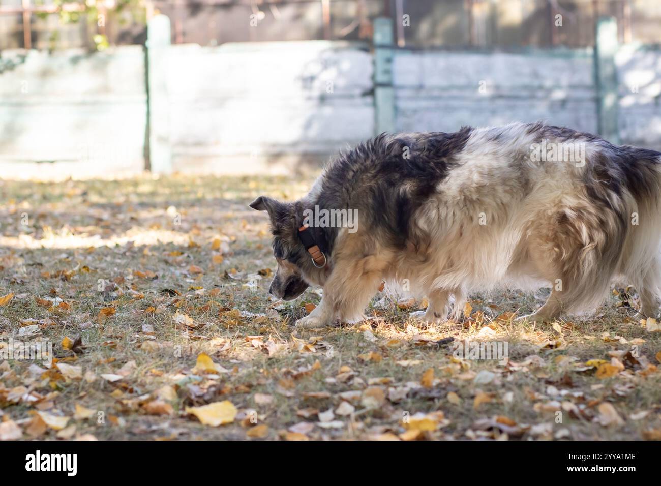 Un cane è intensamente annusare qualcosa nell'erba mentre esplora un parco durante una piacevole giornata all'aperto Foto Stock