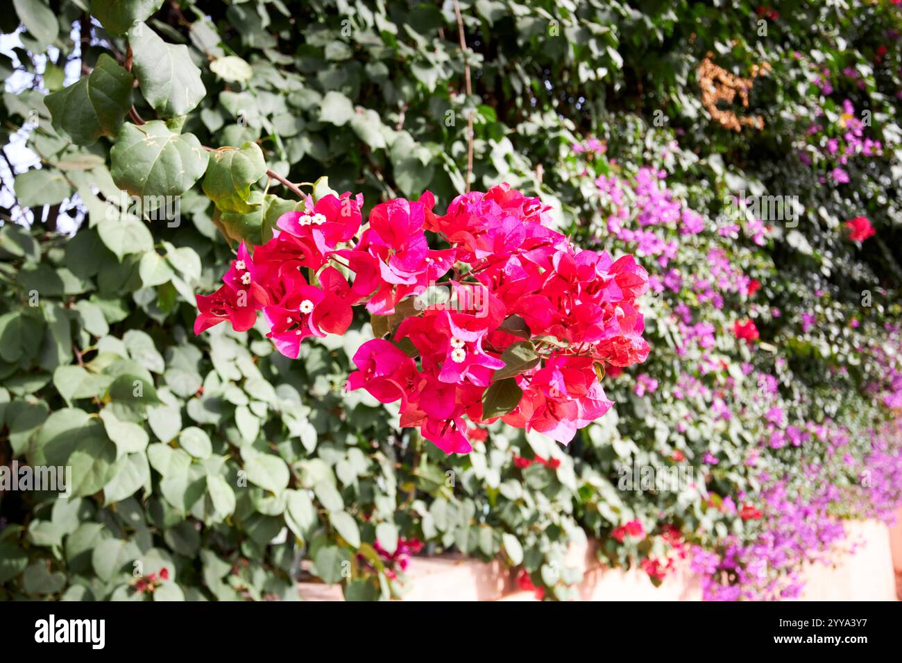 bouganvillea minore di fiori di carta che cresce in una siepe di marrakech, marocco Foto Stock