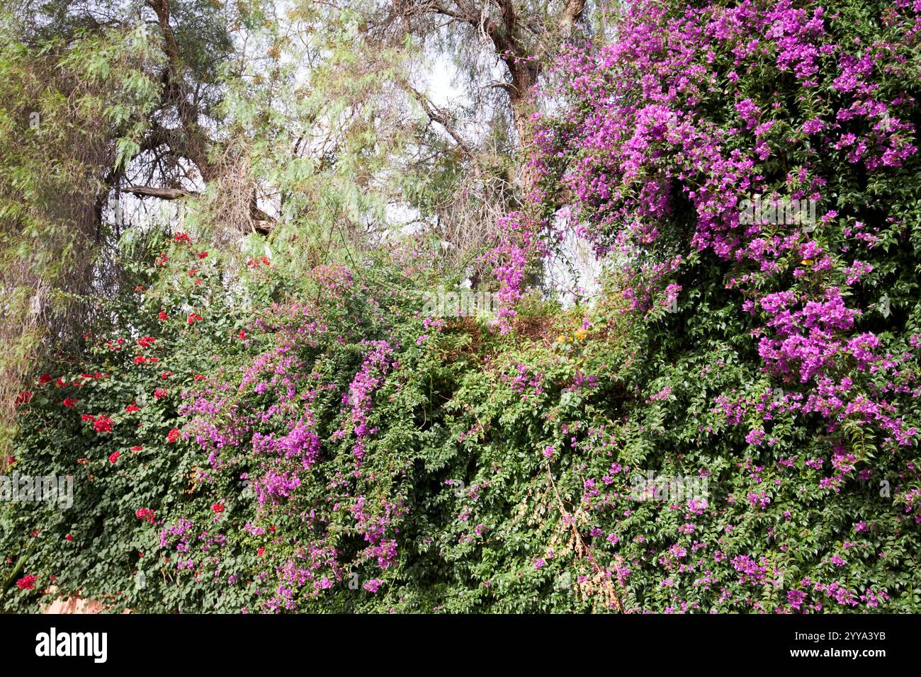 bouganvillea minore di fiori di carta che cresce in una siepe di marrakech, marocco Foto Stock