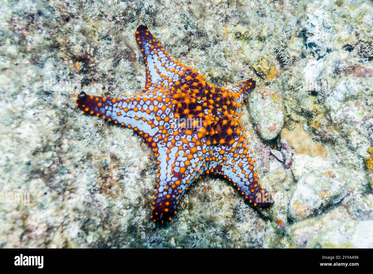 Sea star sull'isola di Lobos, Sea of Cortés, Baja California Sur, Messico Foto Stock