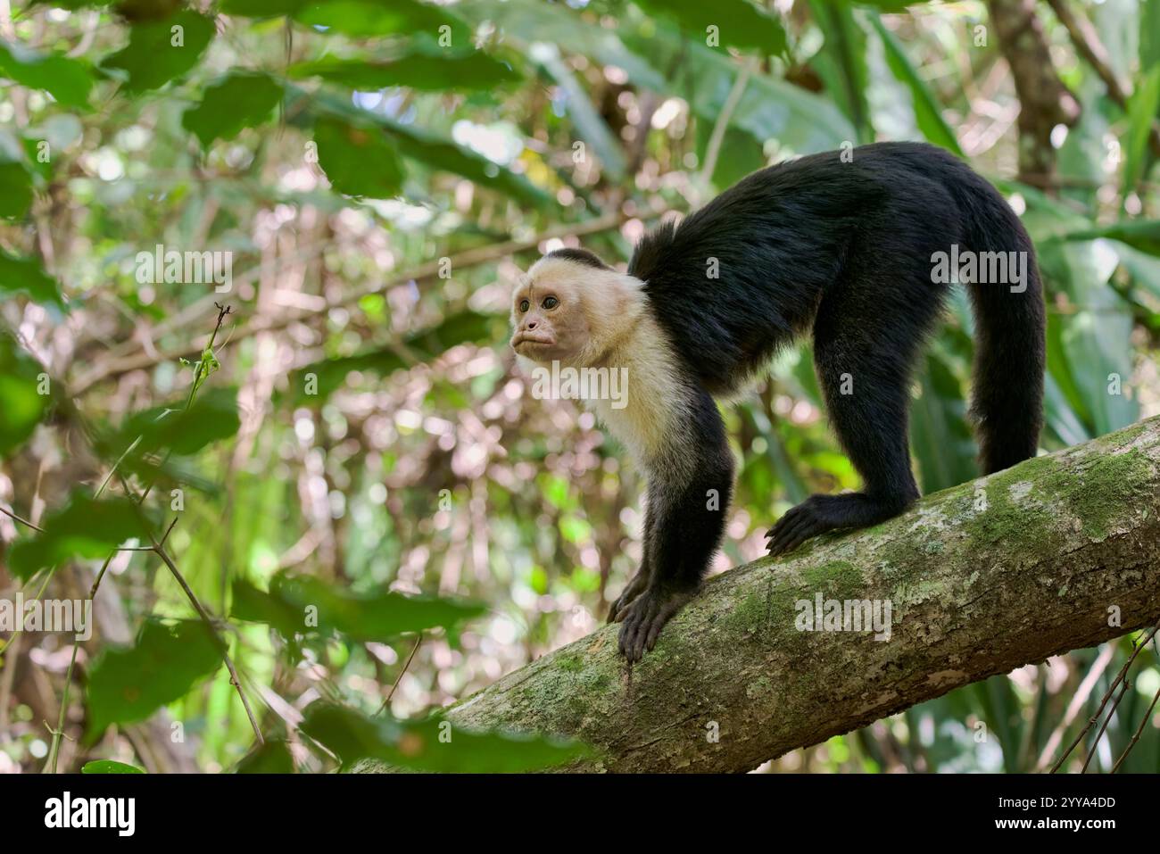 Weisschulter-Kapuzineraffe, Cebus capucinus, cappuccini dalla testa bianca Foto Stock