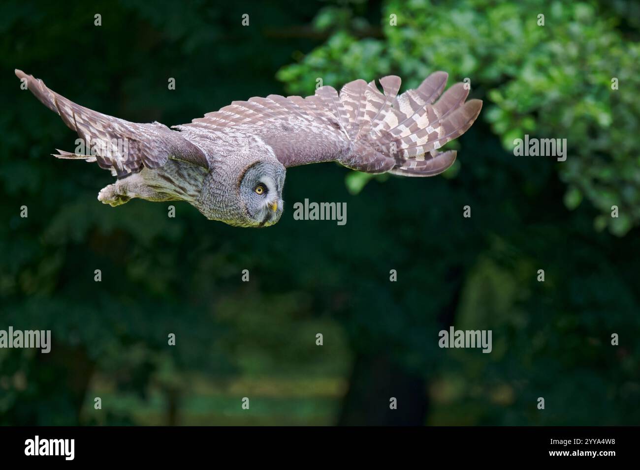 Bartkauz, Strix nebulosa, grande gufo grigio Foto Stock