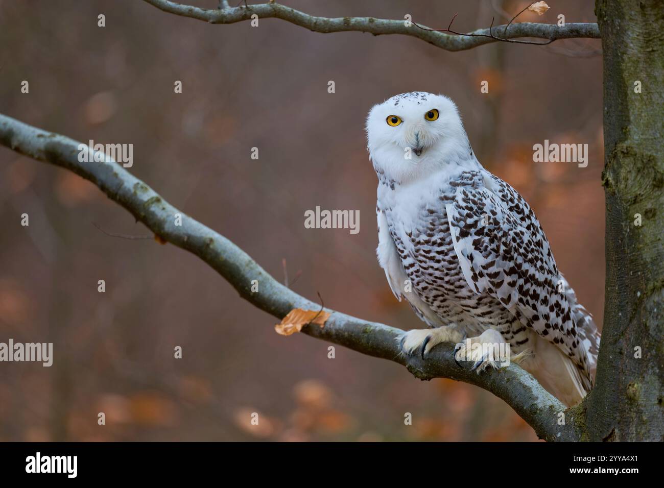 Schneeeule, Bubo scandiacus, Snowy Owl Foto Stock