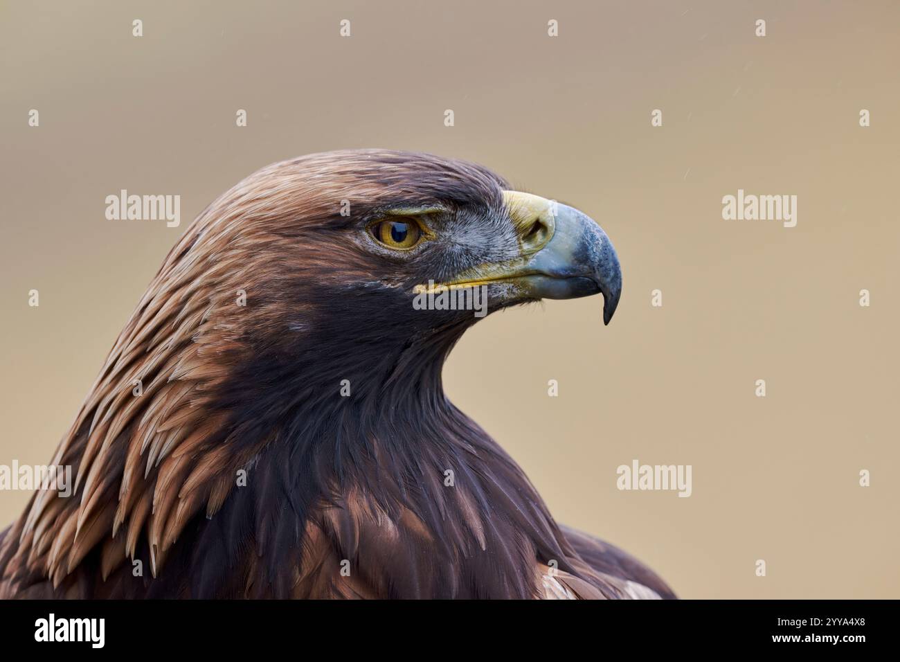 Steinadler, Aquila chrysaetos, Golden Eagle Foto Stock
