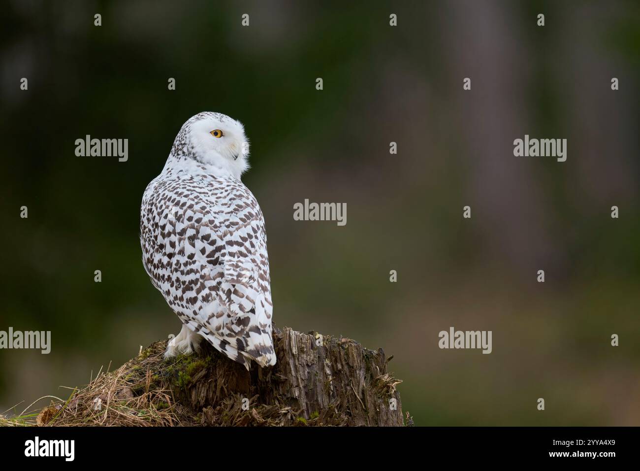 Schneeeule, Bubo scandiacus, Snowy Owl Foto Stock