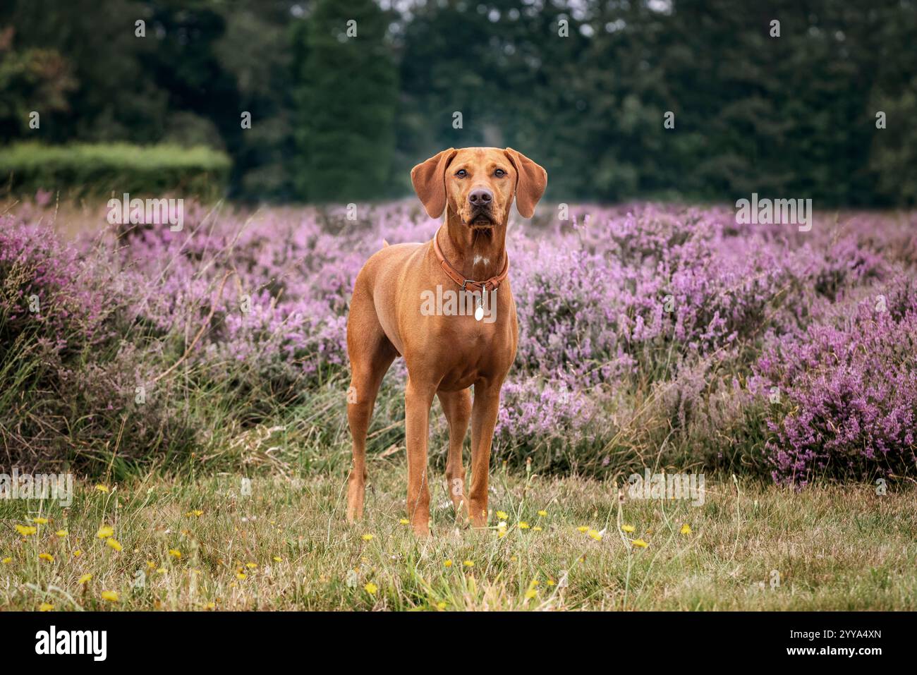 Cane Vizsla nel campo erboso e heather ad Ascot Heath in estate Foto Stock