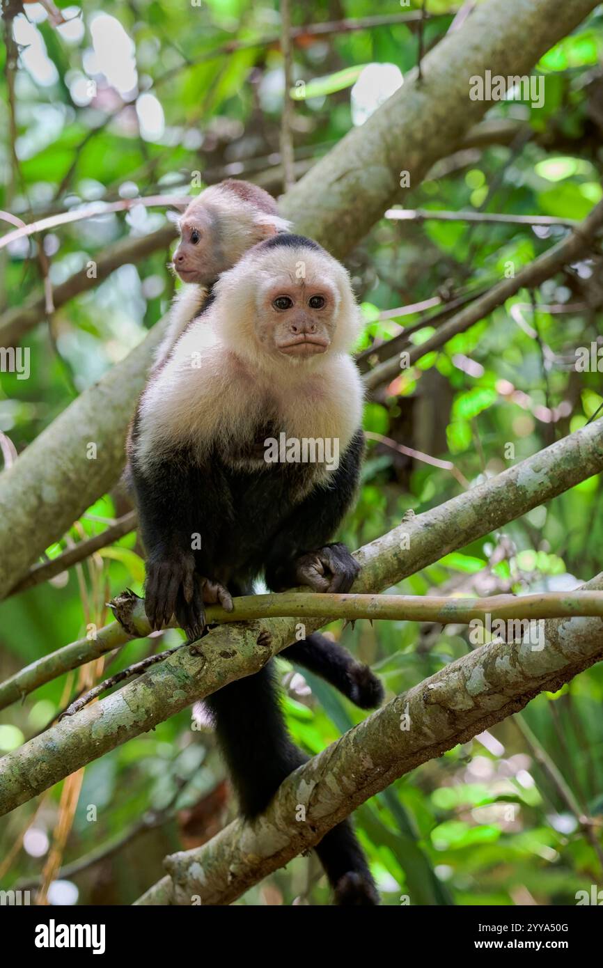 Weisschulter-Kapuzineraffe, Cebus capucinus, cappuccini dalla testa bianca Foto Stock