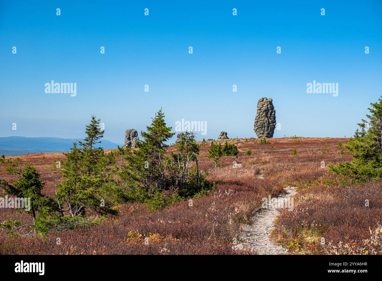 Il percorso escursionistico panoramico si snoda attraverso il colorato paesaggio autunnale verso le iconiche formazioni rocciose manpupuner nella repubblica di Komi, russia, mostrando bellezze naturali e meraviglie geologiche Foto Stock