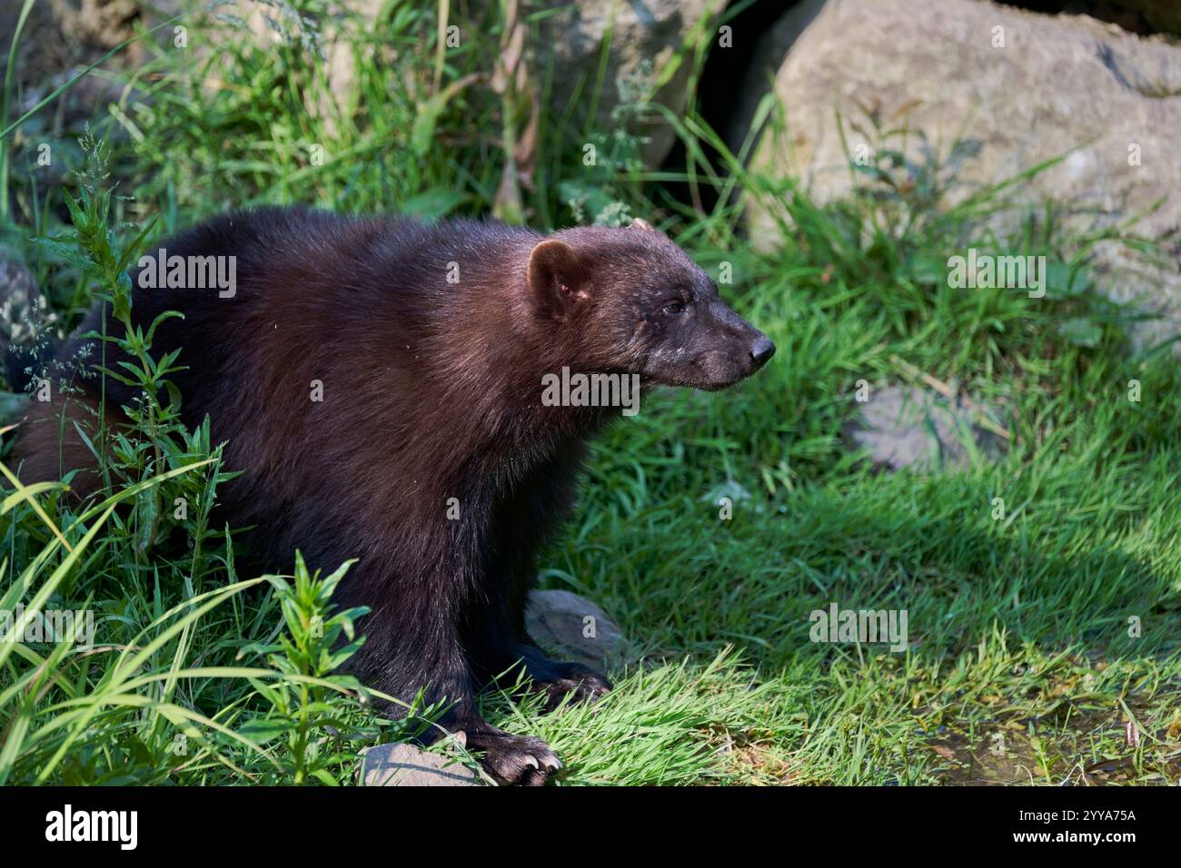 Vielfrass, Gulo gulo, Wolverine o mangione Foto Stock
