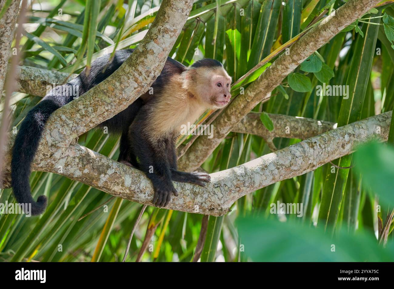 Weisschulter-Kapuzineraffe, Cebus capucinus, cappuccini dalla testa bianca Foto Stock