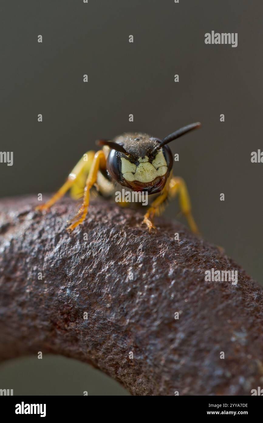 Bienenwolf, Philanthus triangulum,Bee Wolf Foto Stock