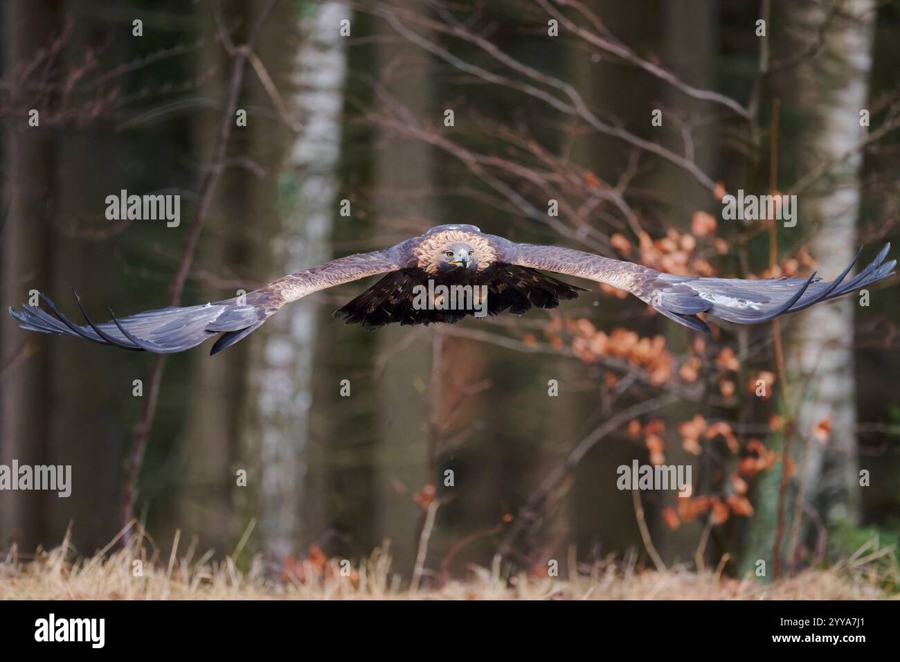 Steinadler, Aquila chrysaetos, Golden Eagle Foto Stock