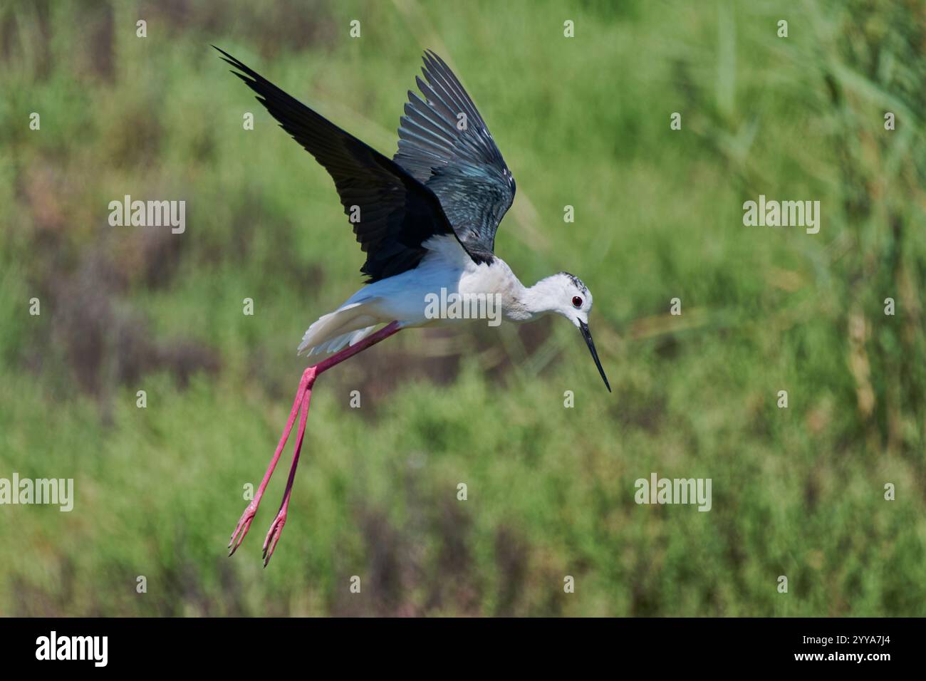 Stelzenläufer, Himantopus himantopus, nero winged Stilt Foto Stock