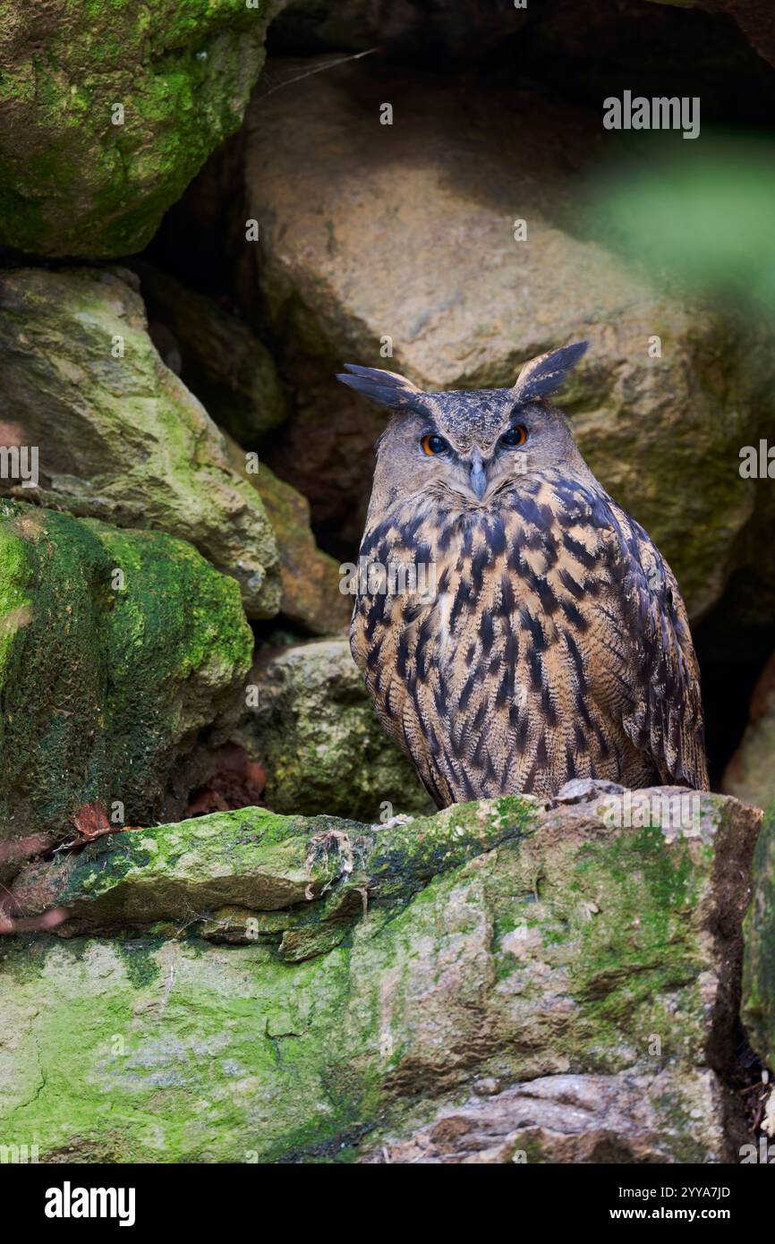 Uhu, Bubo bubo, Europeo gufo reale Foto Stock