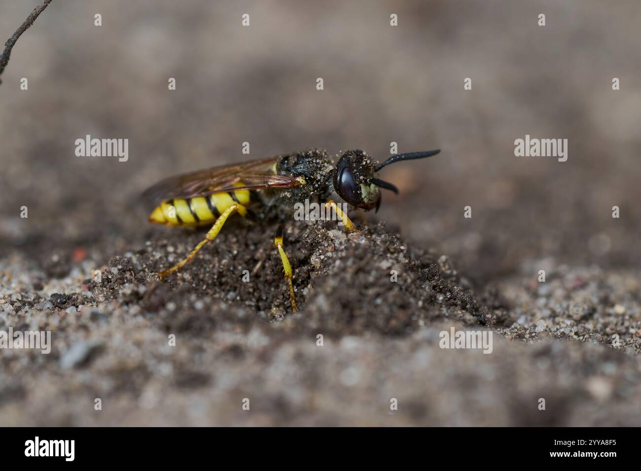 Bienenwolf, Philanthus triangulum,Bee Wolf Foto Stock