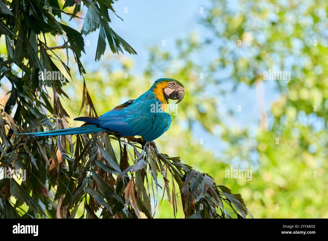 Gelbbrustara, Ara ararauna, Macaw blu e giallo Foto Stock
