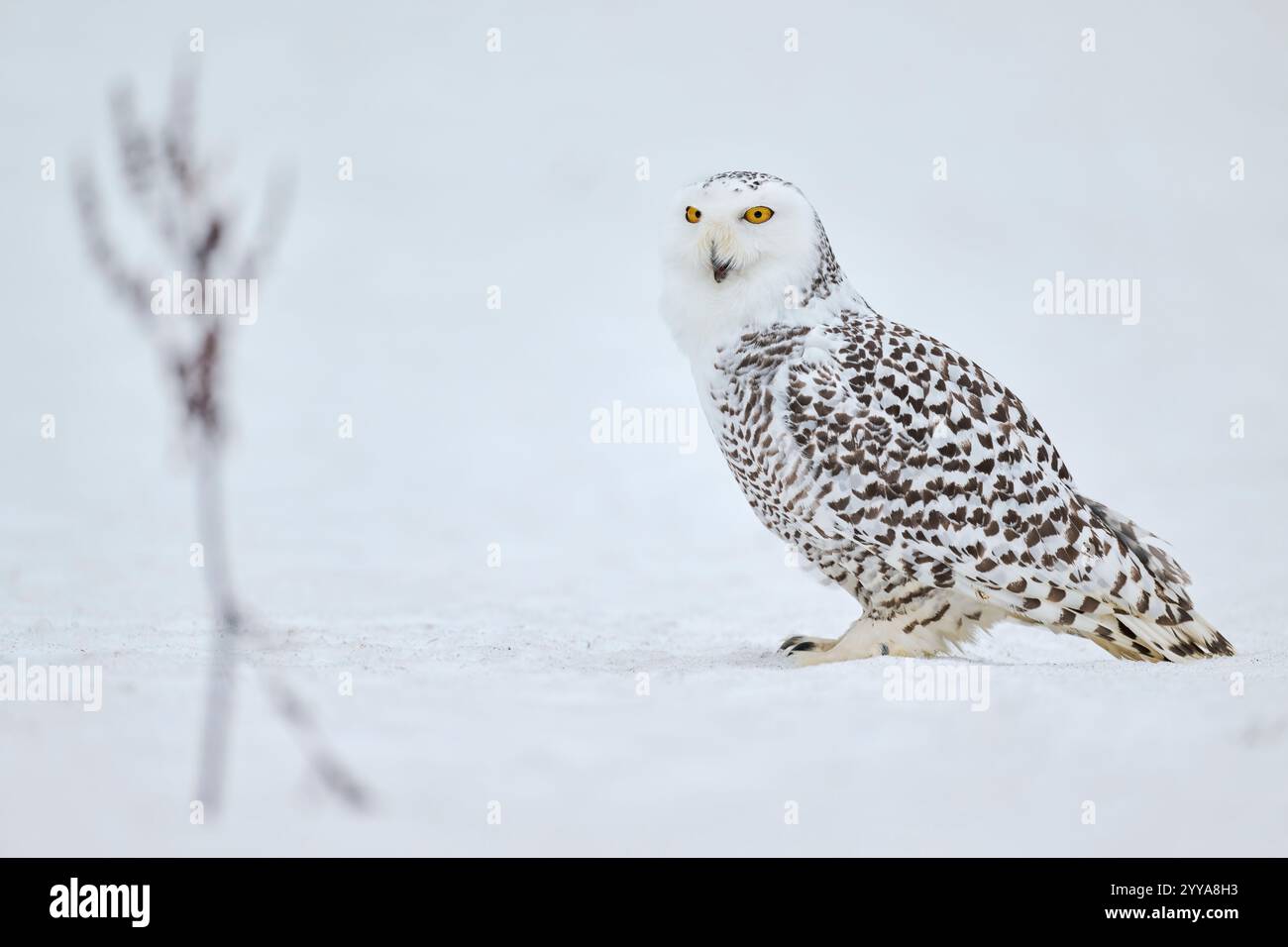 Schneeeule, Bubo scandiacus, Snowy Owl Foto Stock