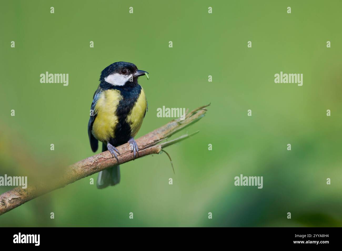 Kohlmeise, Parus major, cinciallegra Foto Stock
