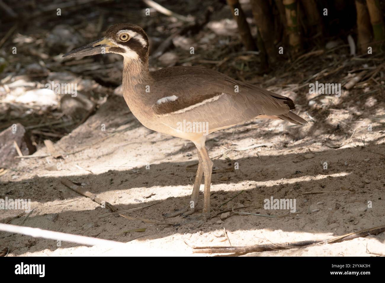 Il riccio in pietra da spiaggia è in gran parte grigio-marrone con una caratteristica faccia a righe in bianco e nero e spalline Foto Stock