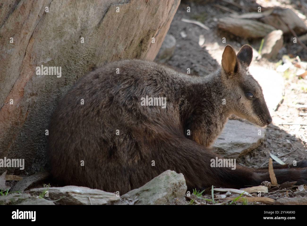I wallaby rocciosi dalla coda a spazzola hanno una striscia bianca a guancia e una striscia nera dalla fronte alla parte posteriore della testa. Foto Stock