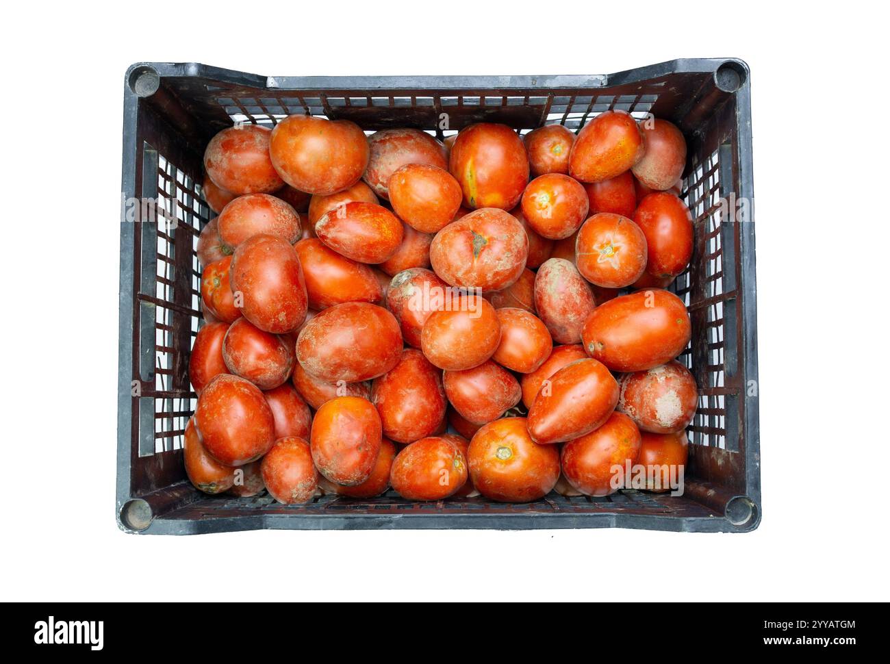 Pomodori biologici in un contenitore di plastica isolato su sfondo bianco Foto Stock