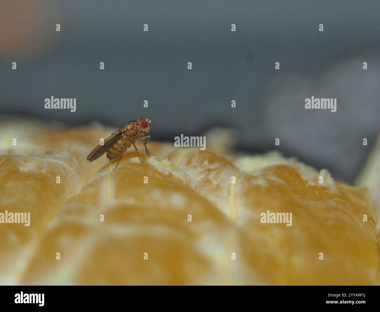 Macro di una mosca di frutta (drosophila melanogaster) su un pezzo di clementina (Citrus x clementina) Foto Stock