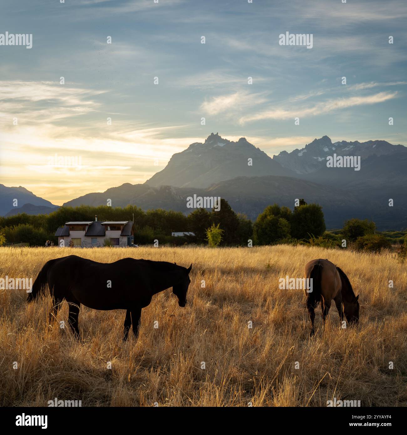 Campi d'oro durante il tramonto in Patagonia Argentina Foto Stock