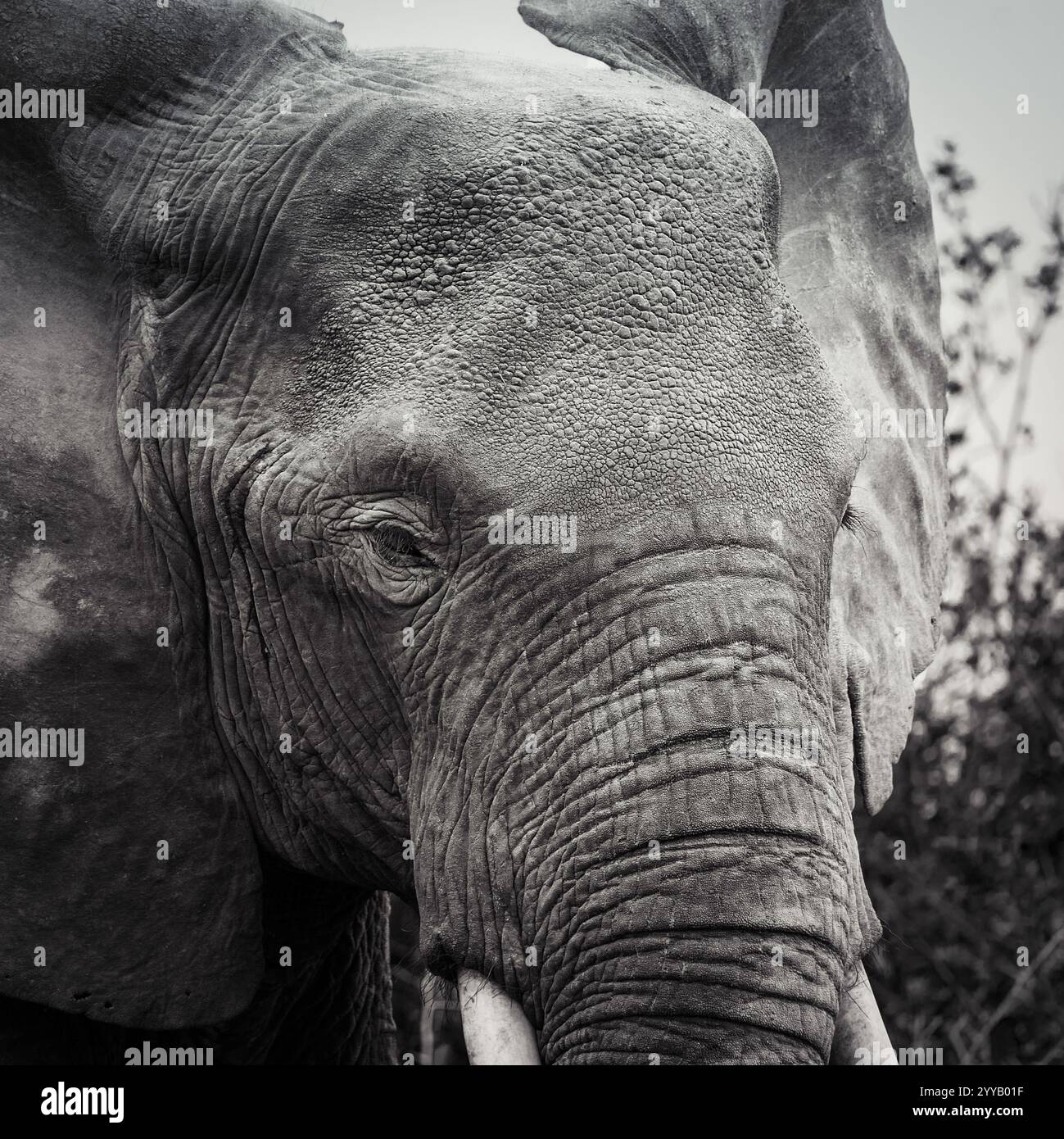 Elefante bianco e nero in Uganda Foto Stock
