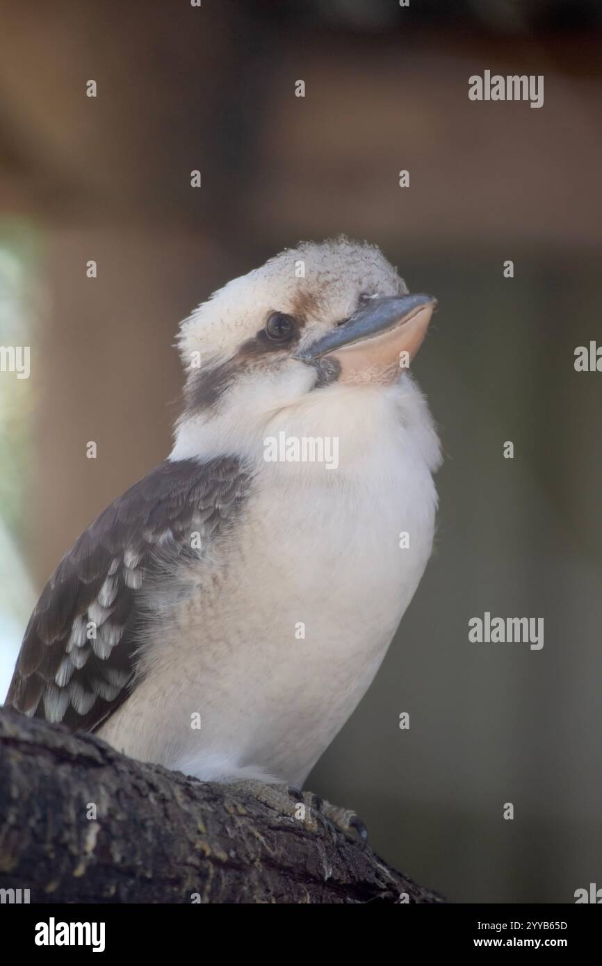 il ridente kookaburra ha una testa biancastra, caratterizzata da una distintiva striscia marrone scuro che corre intorno a ciascun occhio e lungo il centro di t Foto Stock