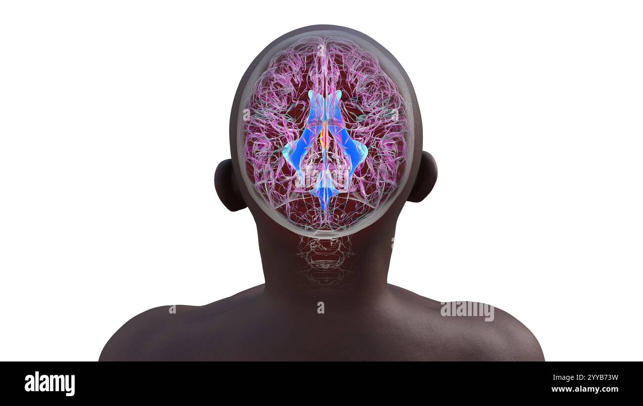 Illustrazione del computer che mostra il terzo ventricolo cerebrale, un componente vitale del sistema ventricolare del cervello, vista dall'alto. Foto Stock