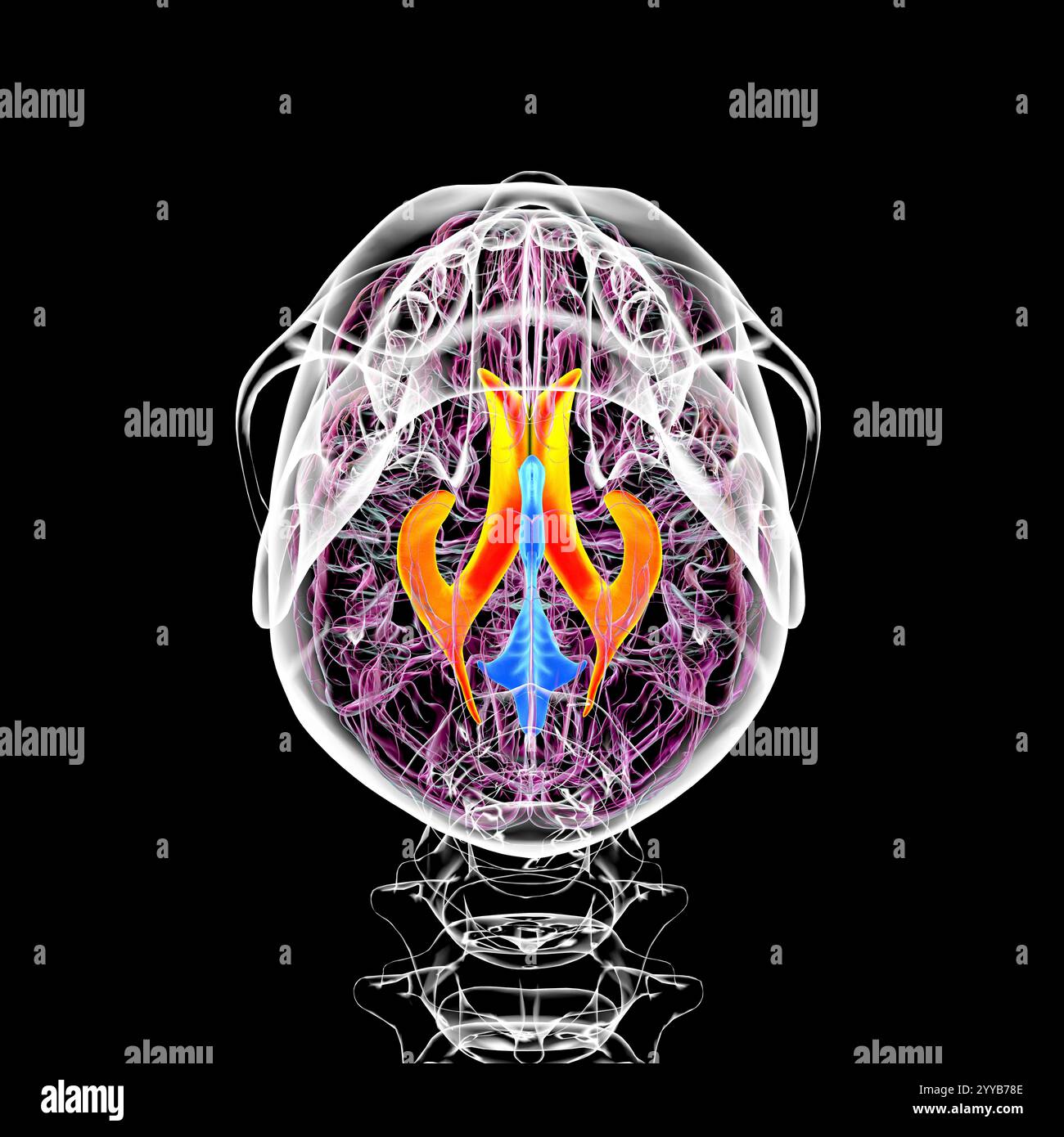 Illustrazione computerizzata dei ventricoli cerebrali laterali, le più grandi cavità accoppiate nel cervello, responsabili della produzione e della circolazione del liquido cerebrospinale (CSF). Vista dal basso. Foto Stock