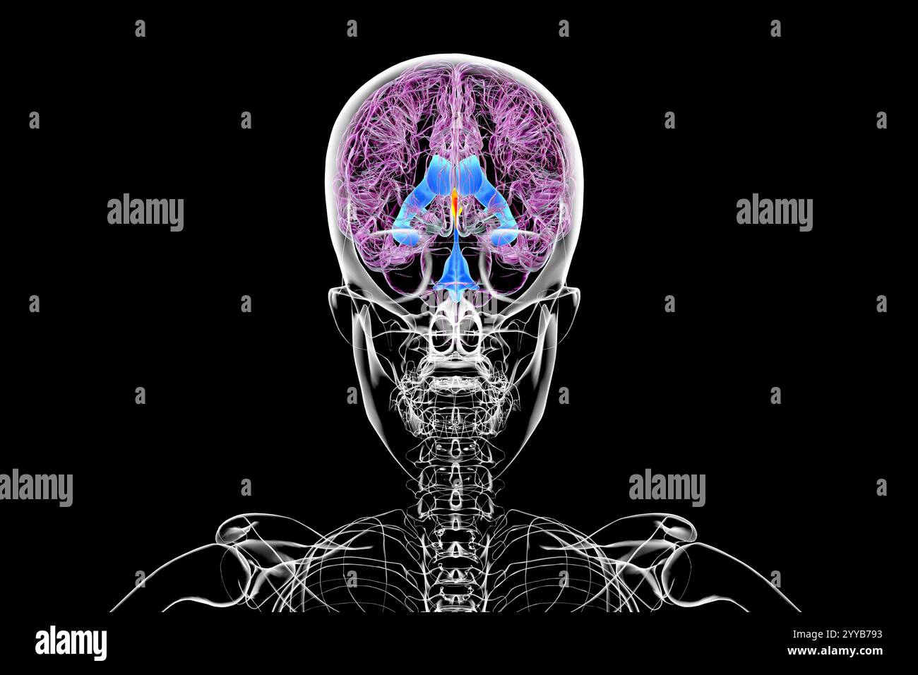 Illustrazione computerizzata del terzo ventricolo cerebrale, un componente vitale del sistema ventricolare del cervello. Vista frontale. Foto Stock