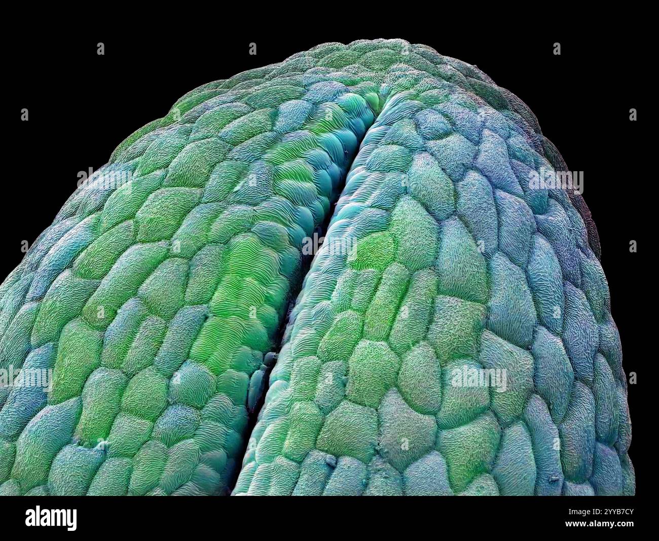 Tappo a radice di cipolla. Micrografia elettronica a scansione colorata (SEM) del tappo della radice di una pianta di cipolla giovane (alium). Alla punta della radice c'è un cappuccio senza capelli che protegge la radice. Appena sopra di questo si trova il meristelo apicale, un'area di cellule che si dividono rapidamente dove avviene la maggior parte della crescita. Ingrandimento: X200 se stampato a 10 centimetri di larghezza. Foto Stock