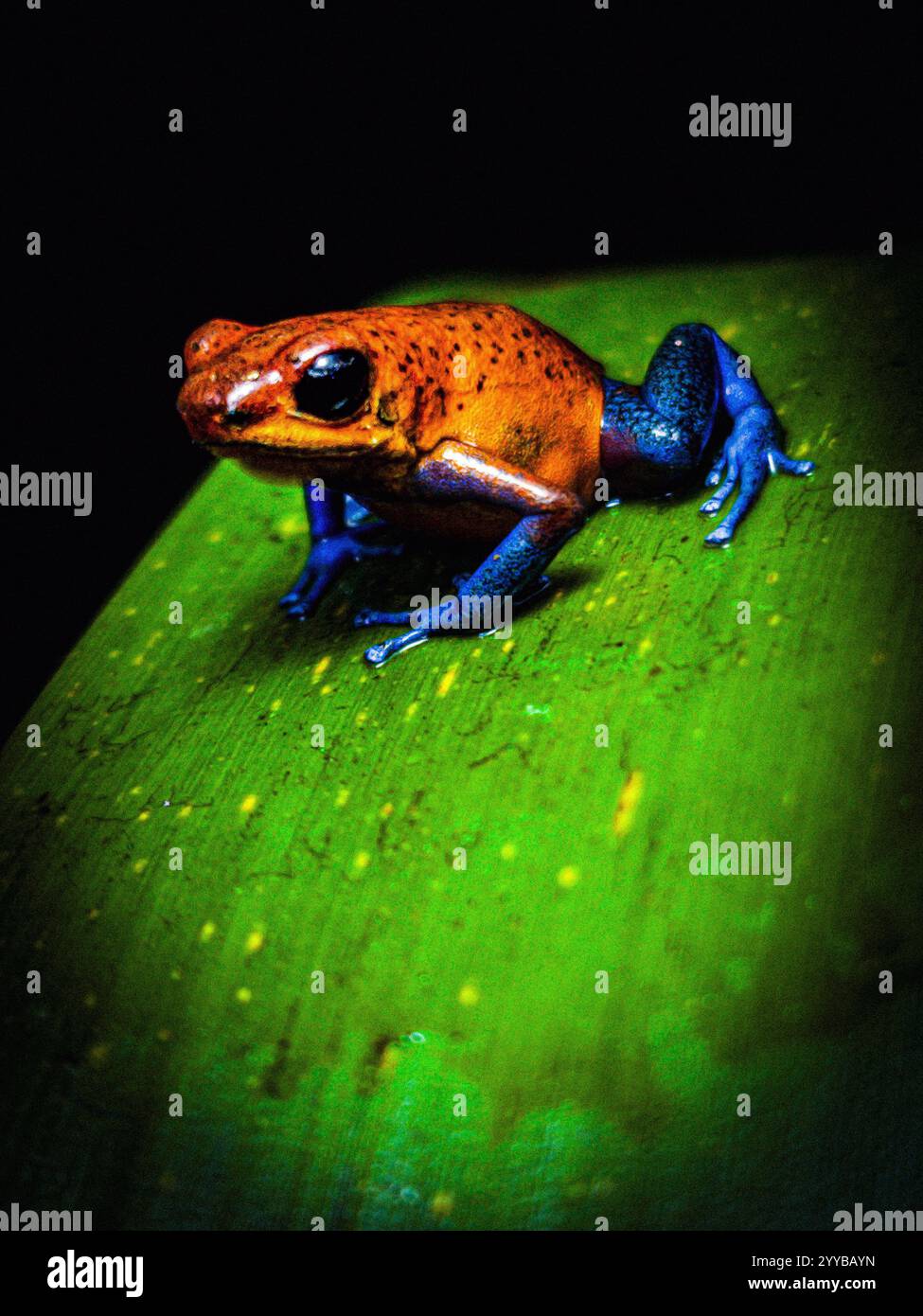 La rana velenosa Strawerry è una rana velenosa diffusa in Costa Rica e comune in America centrale Foto Stock