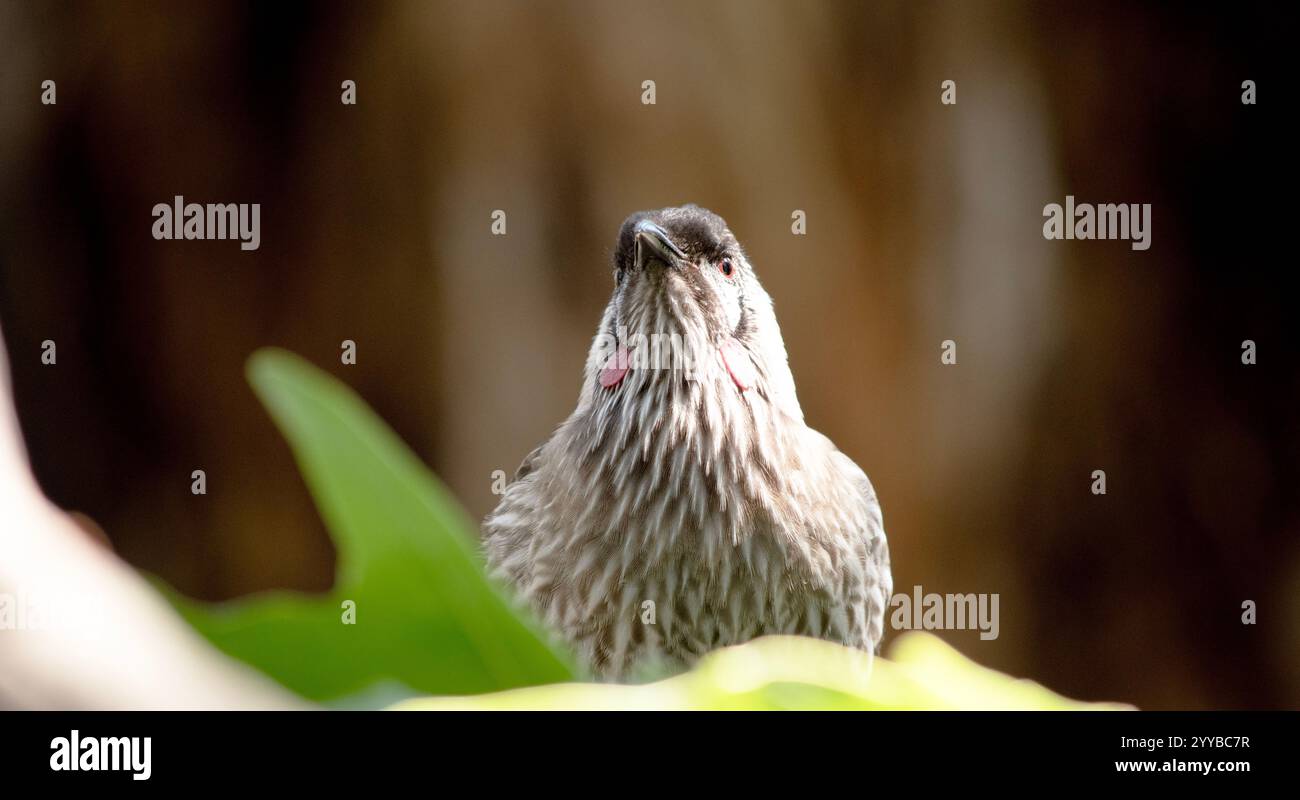 Il Red Wattlebird è un grande e rumoroso alveare. Il nome comune si riferisce al sonaglino carnoso rossastro sul lato del collo Foto Stock