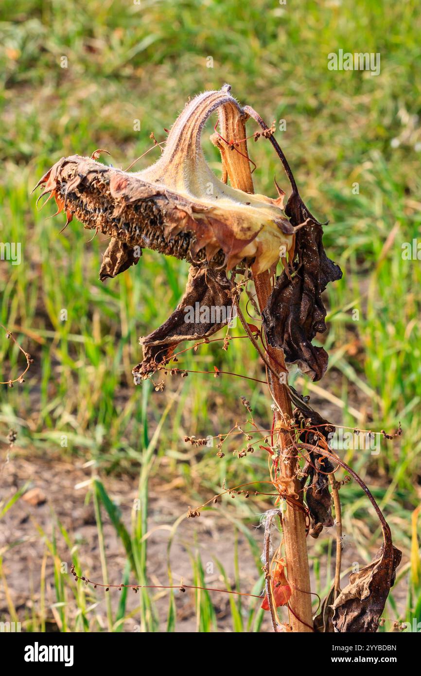 Una pianta secca con foglie marroni e stelo marrone. La pianta è in un campo con l'erba Foto Stock