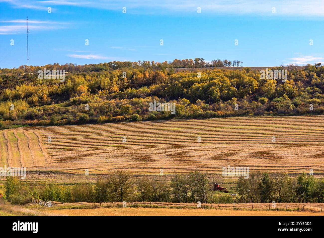 Un trattore rosso sta attraversando un campo di erba gialla. Il cielo è limpido e il sole splende. La scena è tranquilla e serena, con il Foto Stock