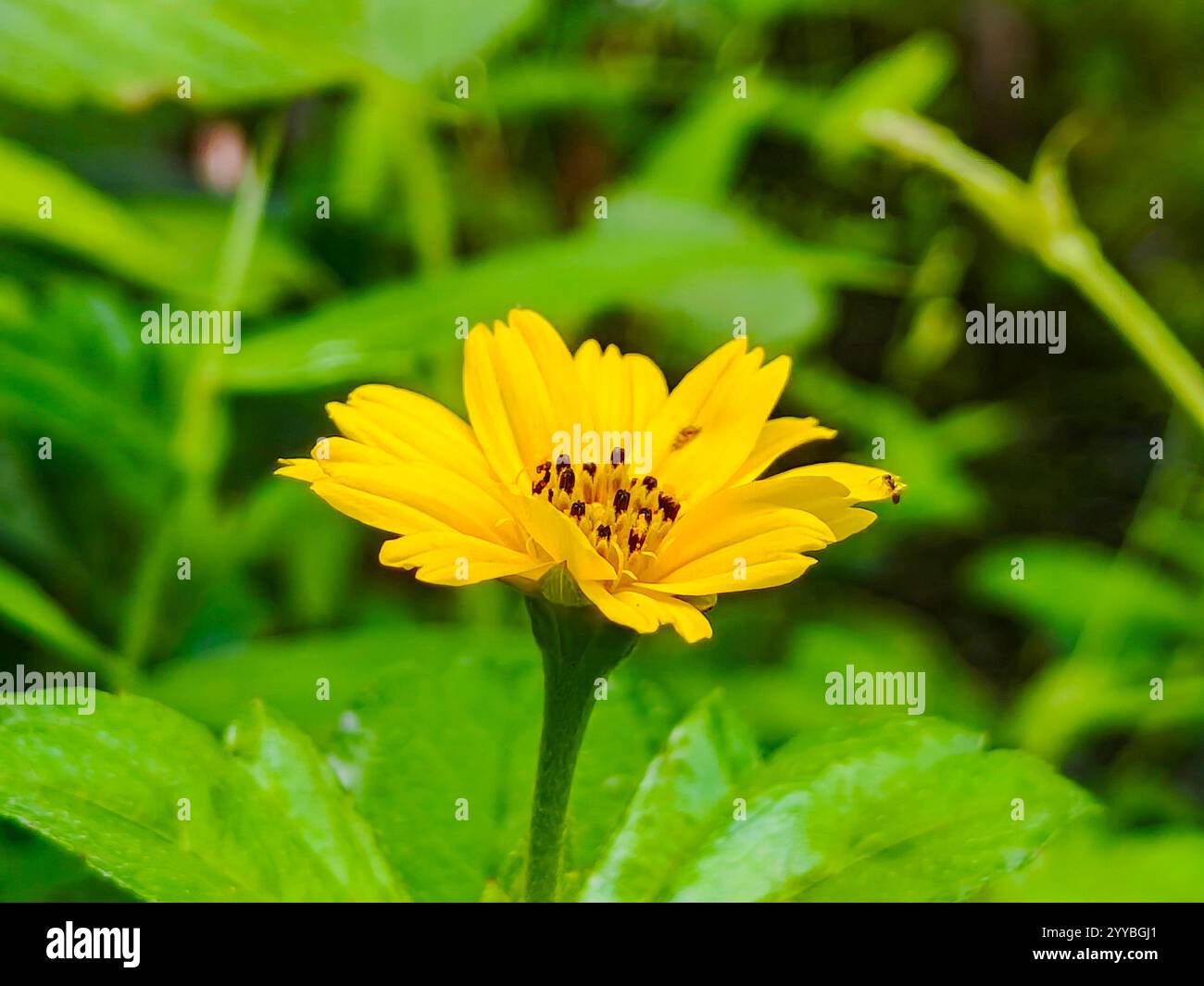Sphagneticola trilobata un bellissimo fiore giallo Foto Stock