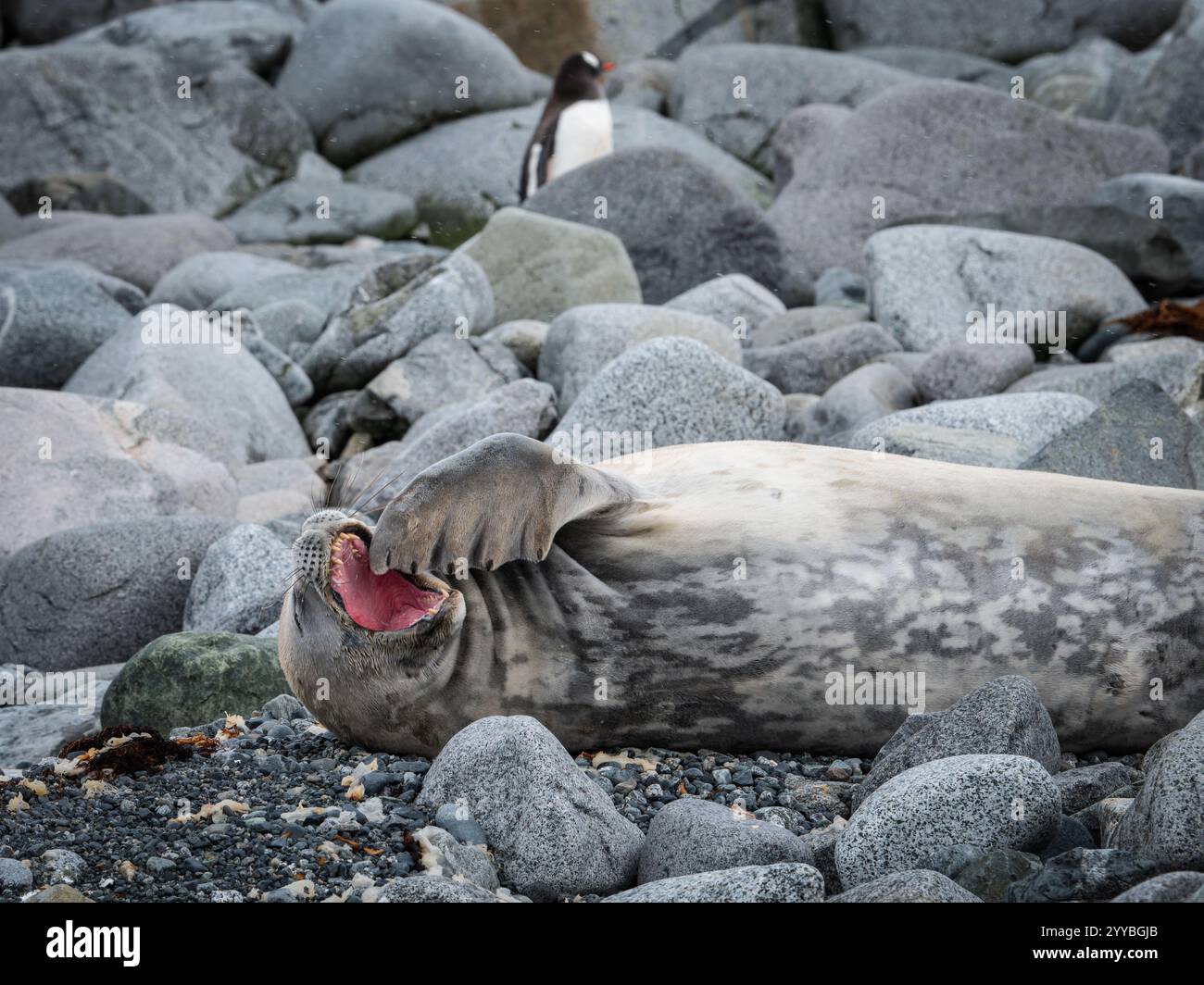 Sbadiglio Weddell Seal in Antartide Foto Stock