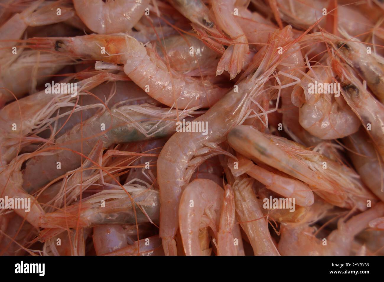 gamberi crudi Foto Stock