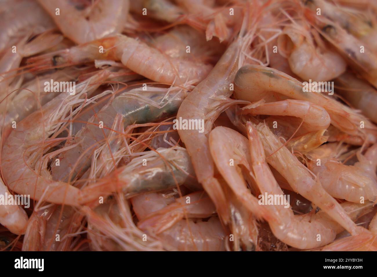 gamberi crudi Foto Stock