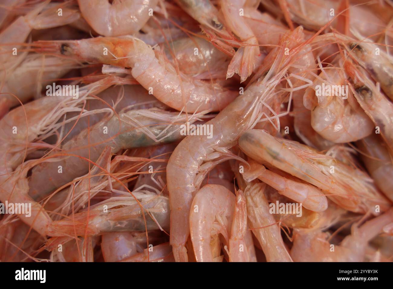 gamberi crudi Foto Stock