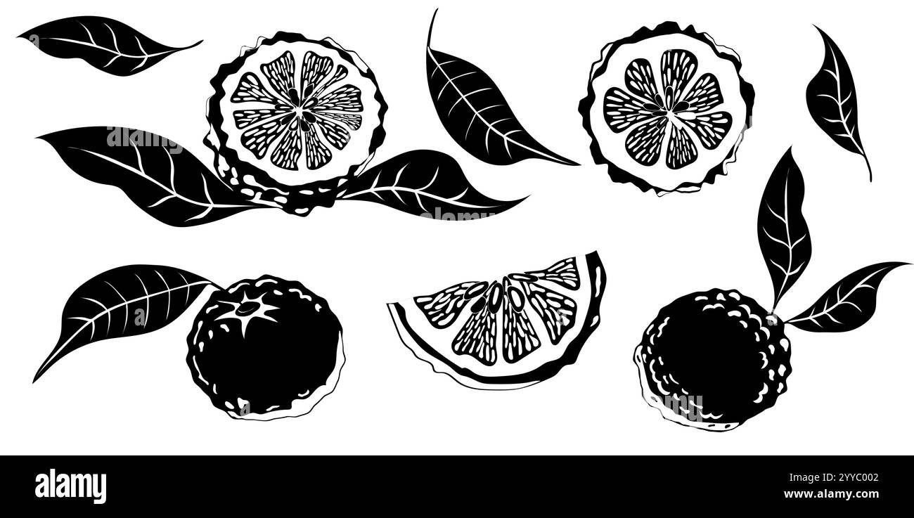 Frutta yuzu disegnata a mano. Set di frutti Yuzu isolati su sfondo bianco Illustrazione Vettoriale