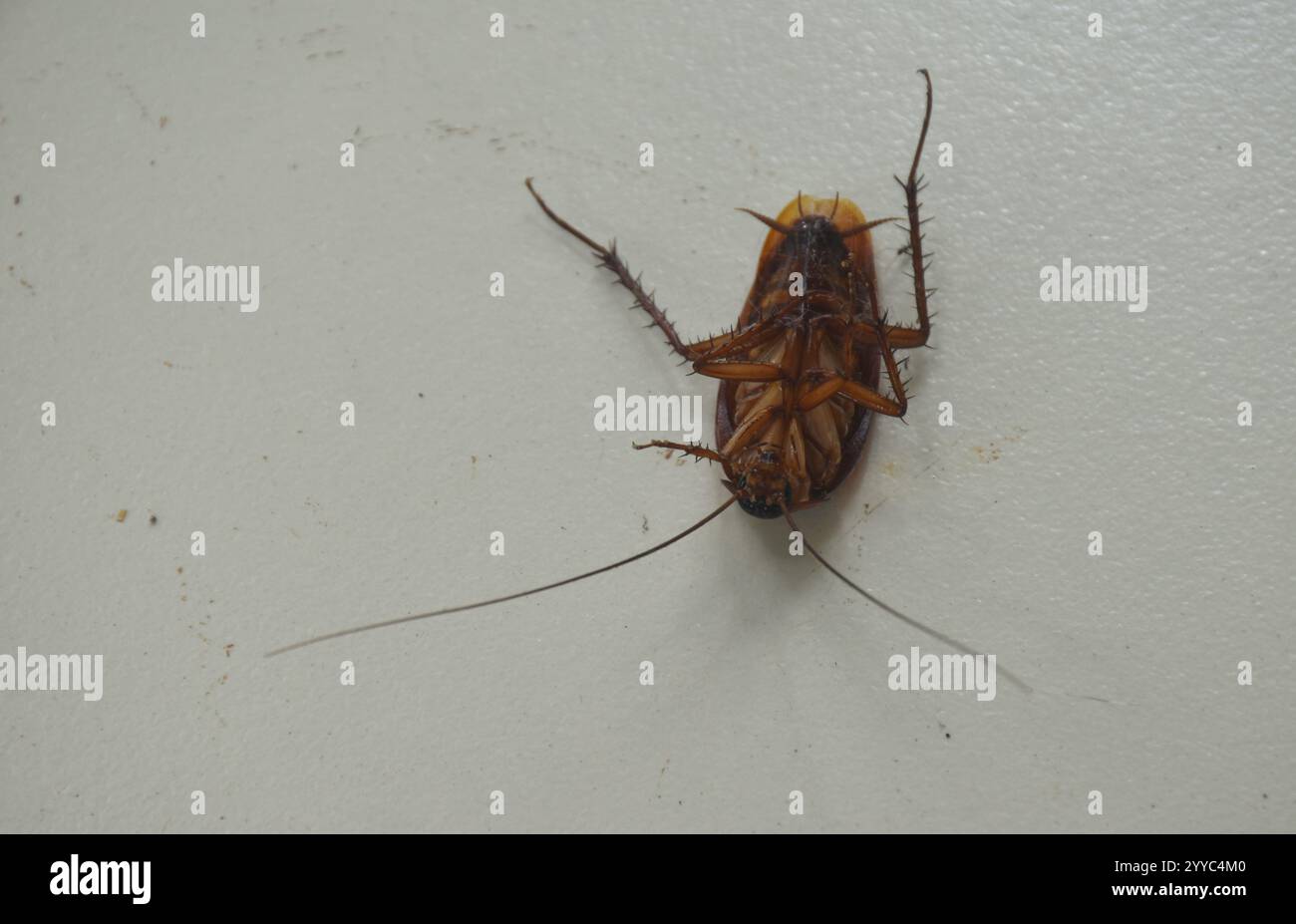 lo scarafaggio si rovescia e si flette sulla flor di piastrelle in casa Foto Stock