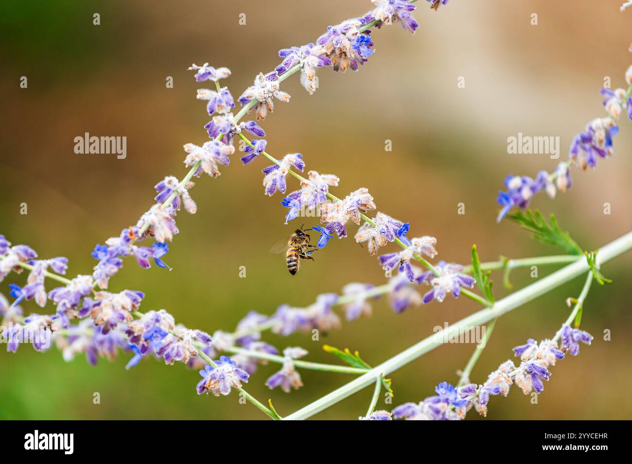Le api volano accanto a un fiore di lavanda blu per raccogliere il polline Foto Stock