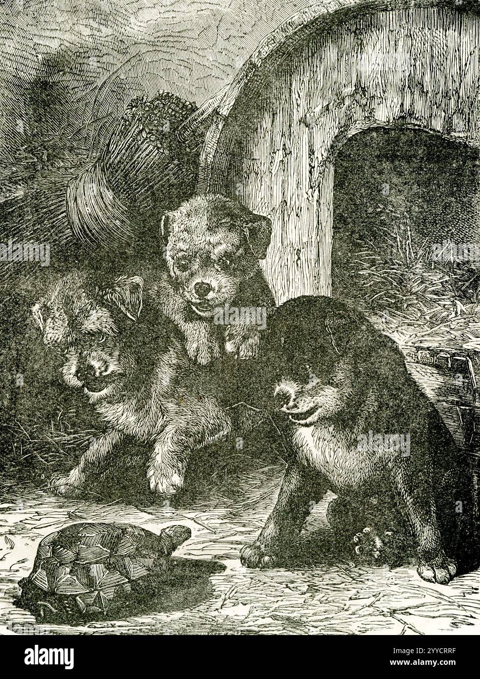 Questa illustrazione del 1883 mostra tre cuccioli che guardano una tartaruga Foto Stock
