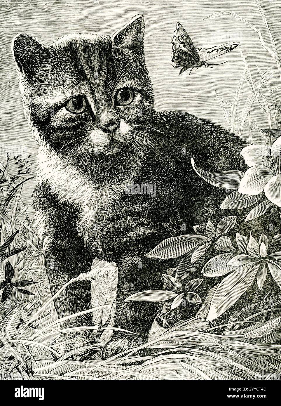 Questo illustrario del 1883 mostra un gatto e una farfalla. Foto Stock